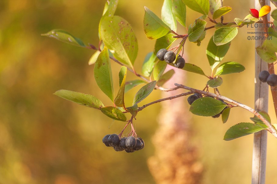 Арония черноплодная побеги