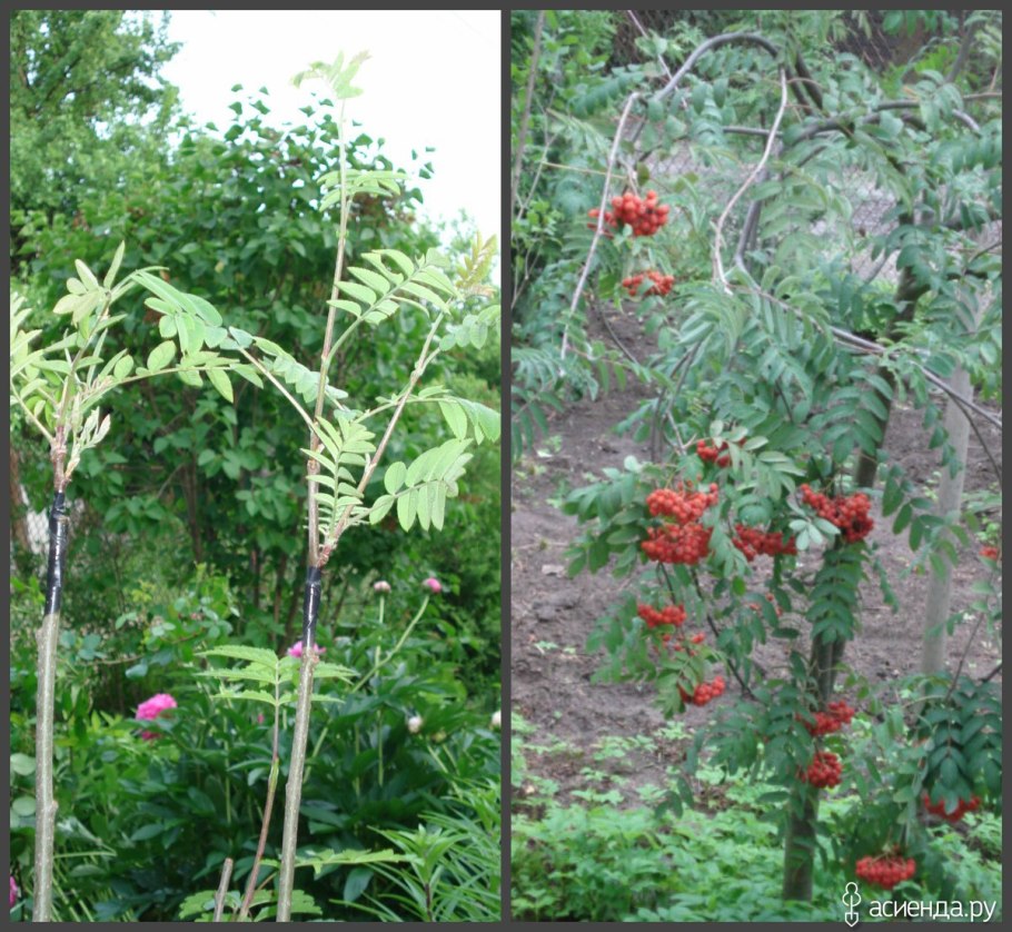 Боярышник сливолистный