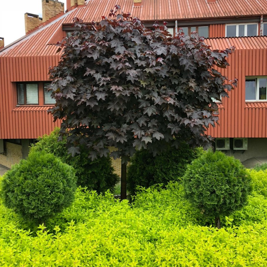 Crataegus lavalleei Carrierei