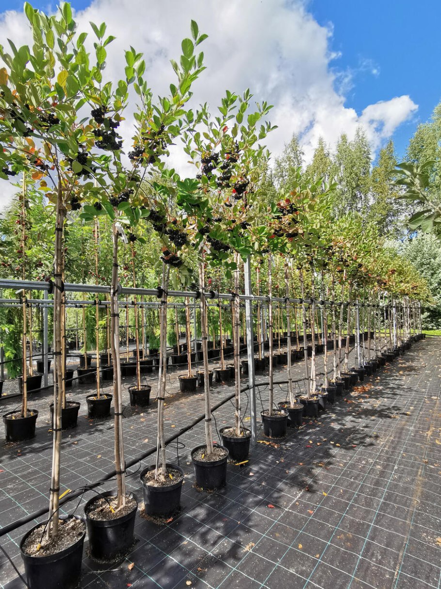 Черноплодная рябина на штамбе фото