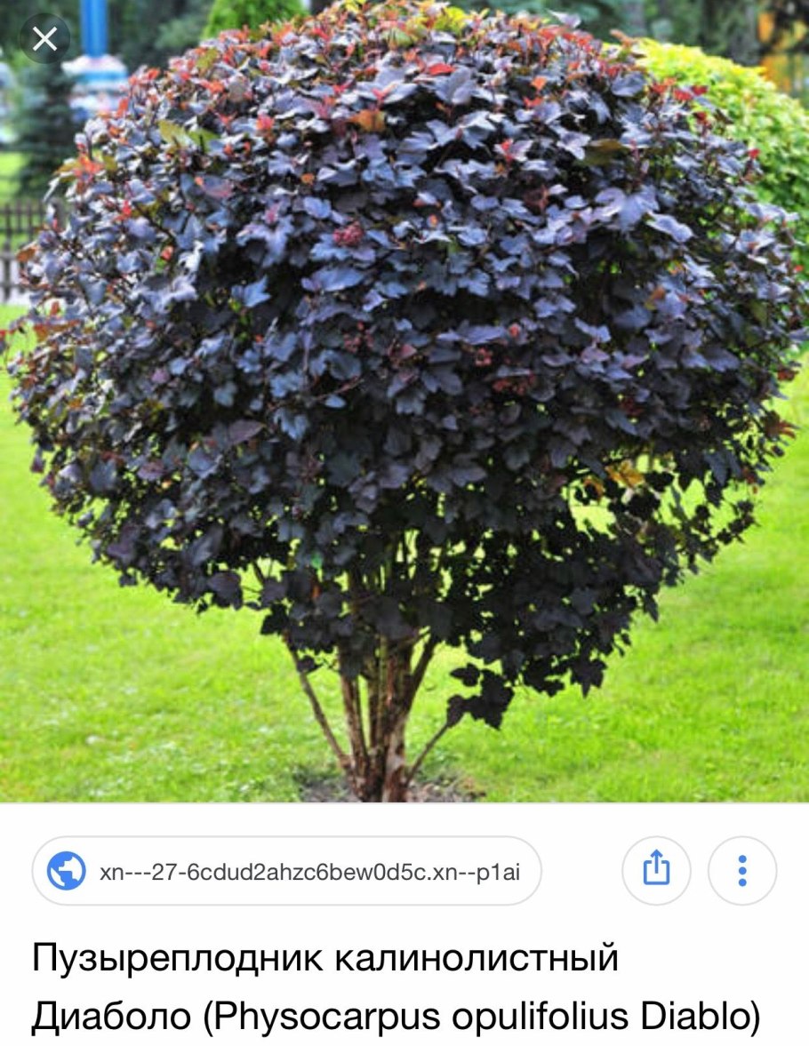 Рябина красная повислая