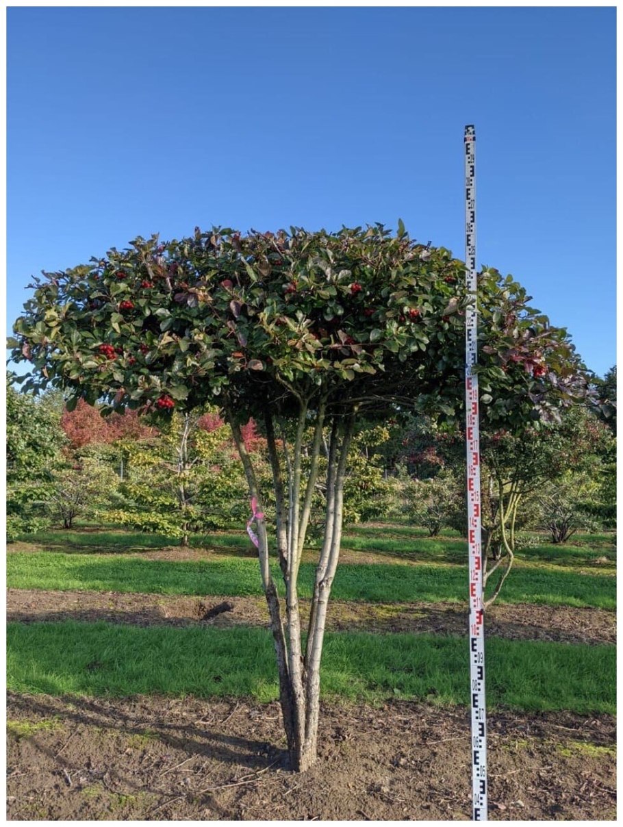 Боярышник сливолистный зонт