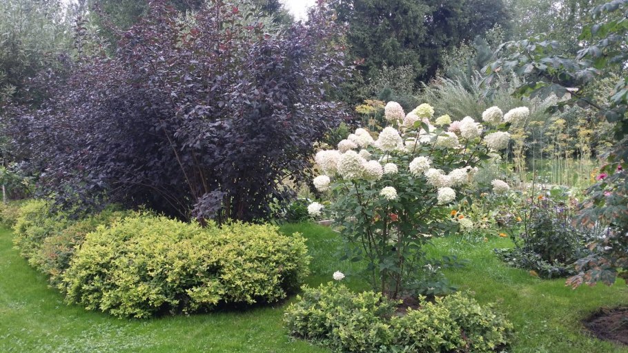 Арония черноплодная (Aronia melanocarpa)