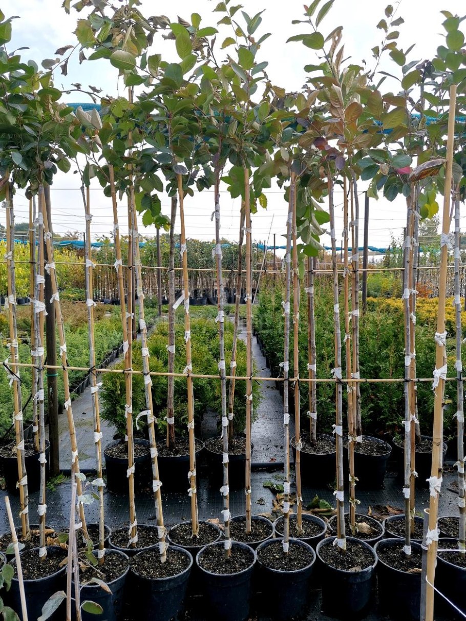 Клен Гиннала Мультиштамб