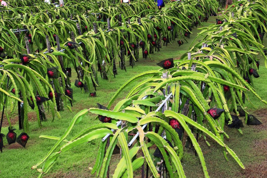 Драгон фрукт плантация