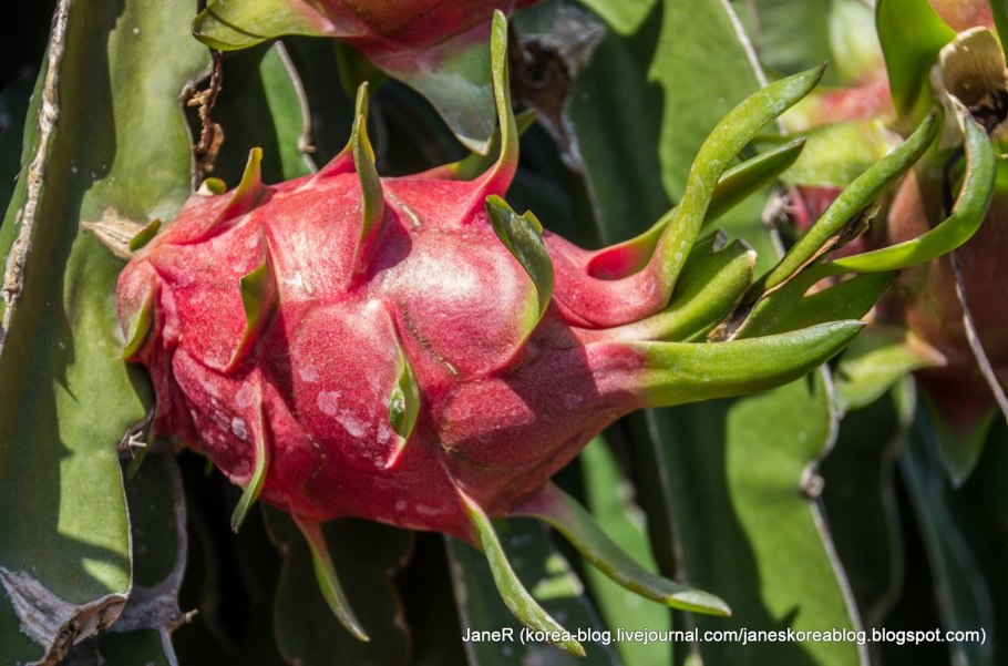 Желтая питахайя растение