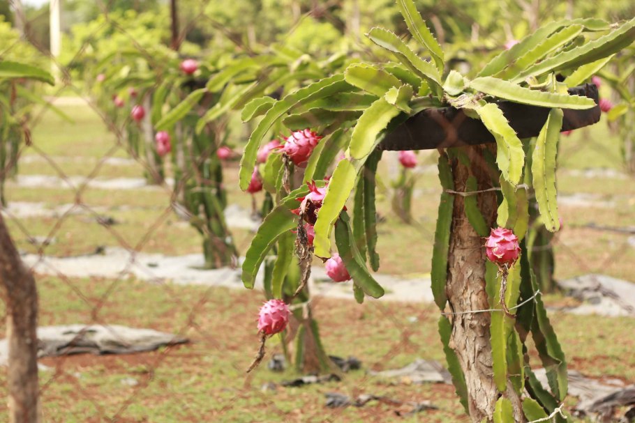 Питахайя растение