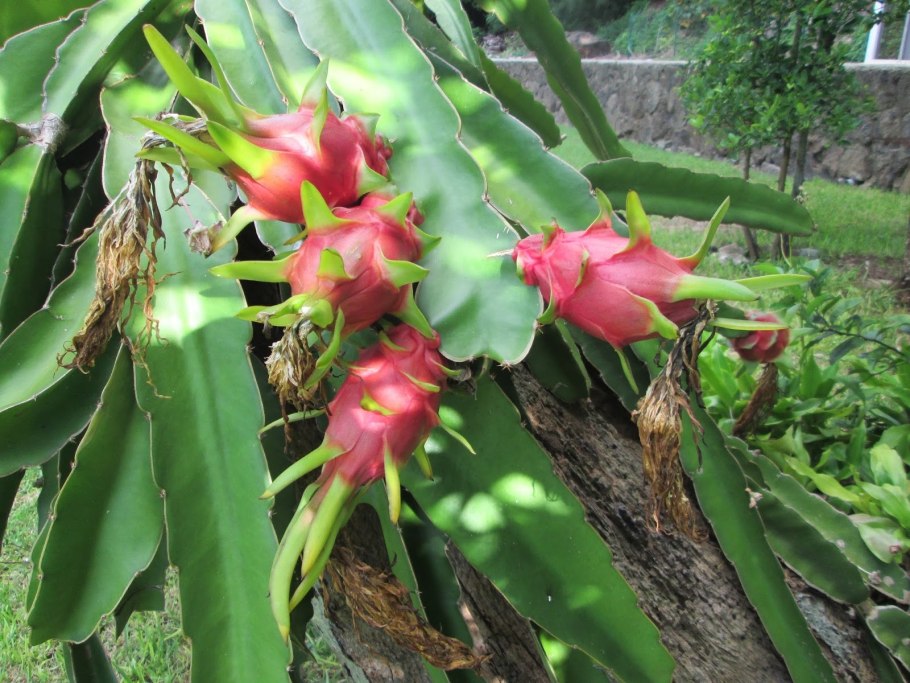 Цветок сердце дракона питахайя