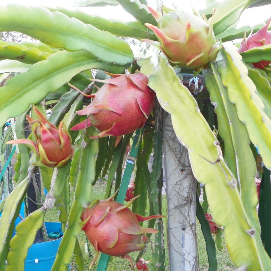 Гилоцереус Скайлайн