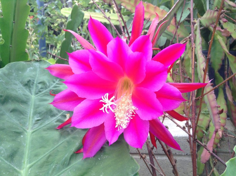 Драгон цветок