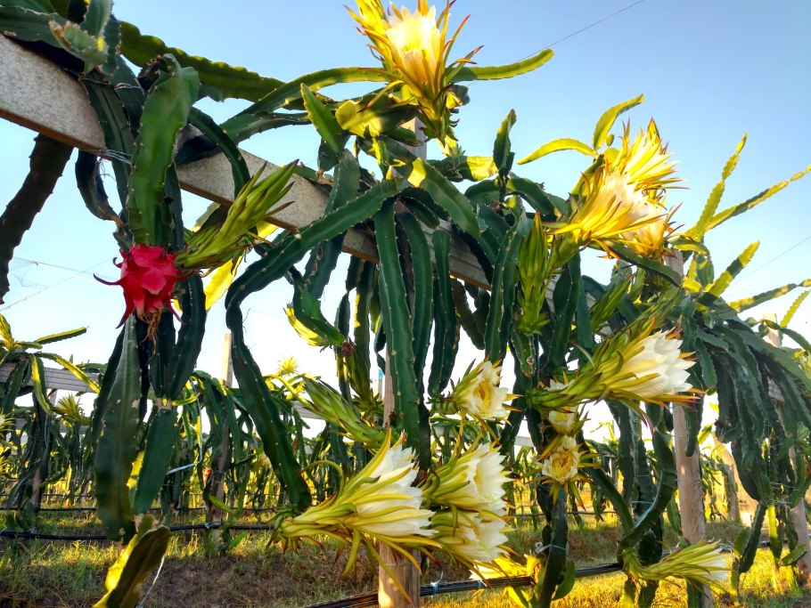 Цветок сердце дракона питахайя