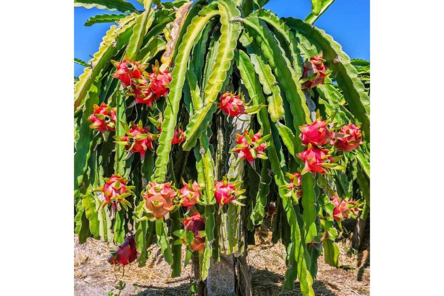 Деревенские тропики питахайя стойка полипропиленовая
