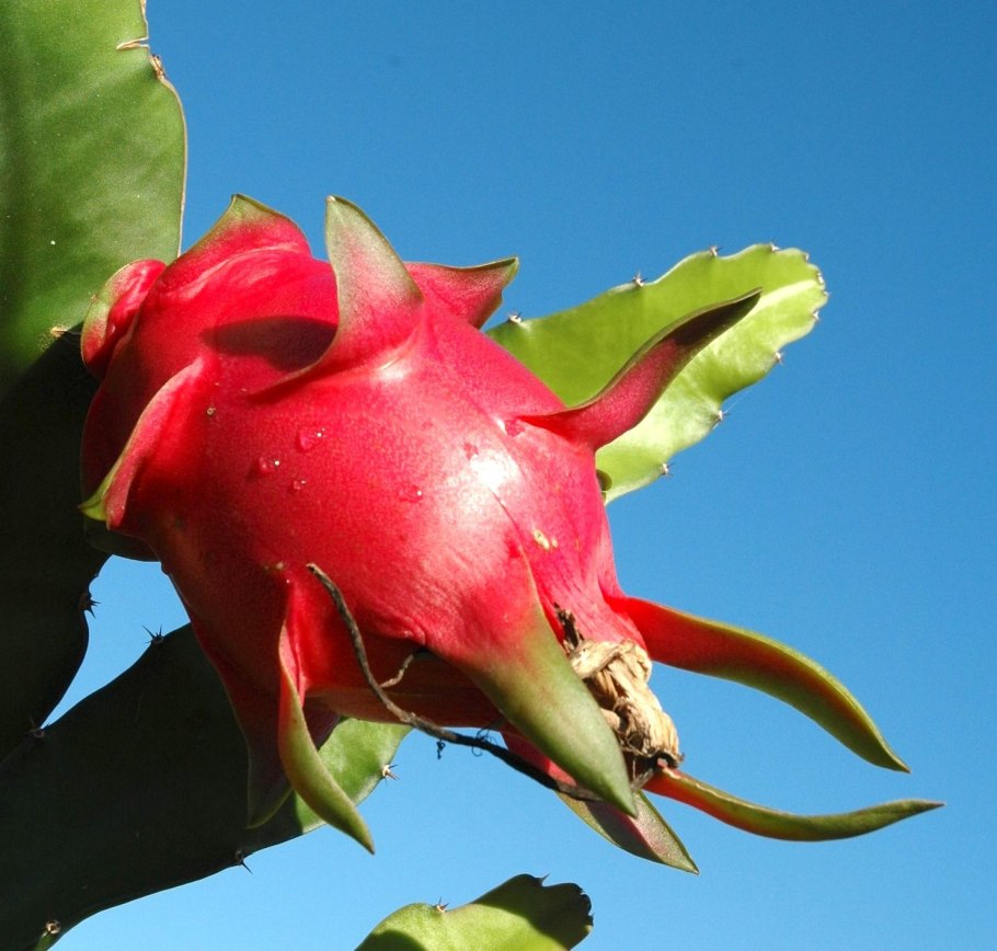 Питахайя/Драгонфрут цветок