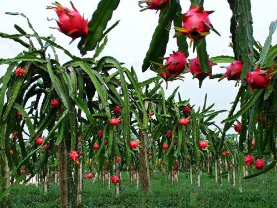 Питайя куст