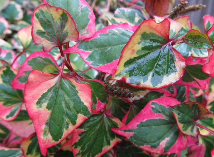 Houttuynia cordata Chameleon