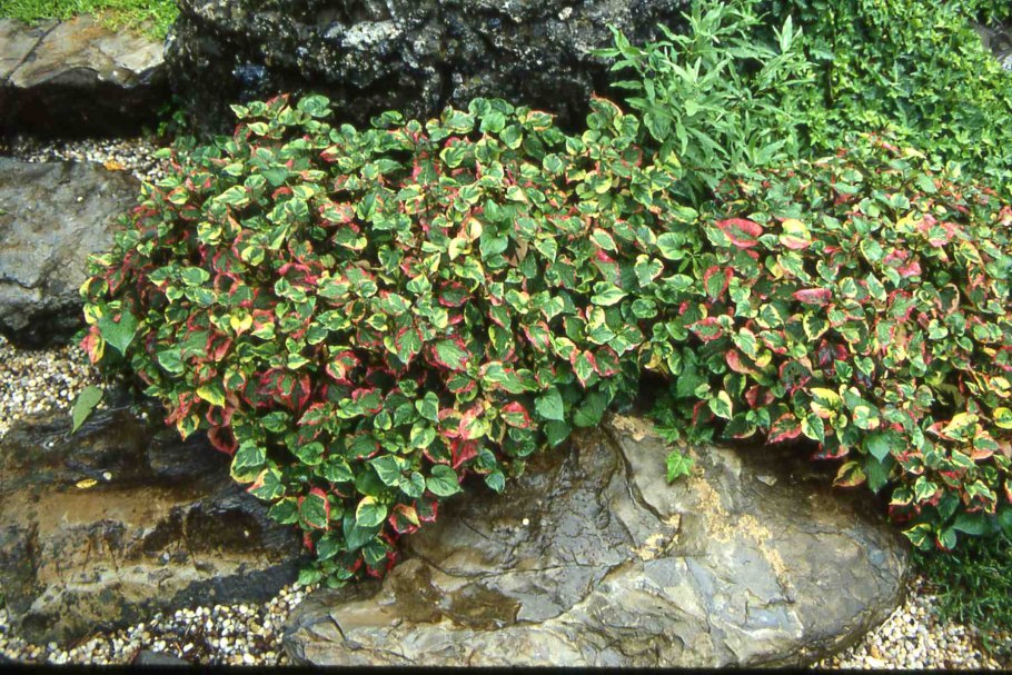 Хауттюйния cordata Chameleon