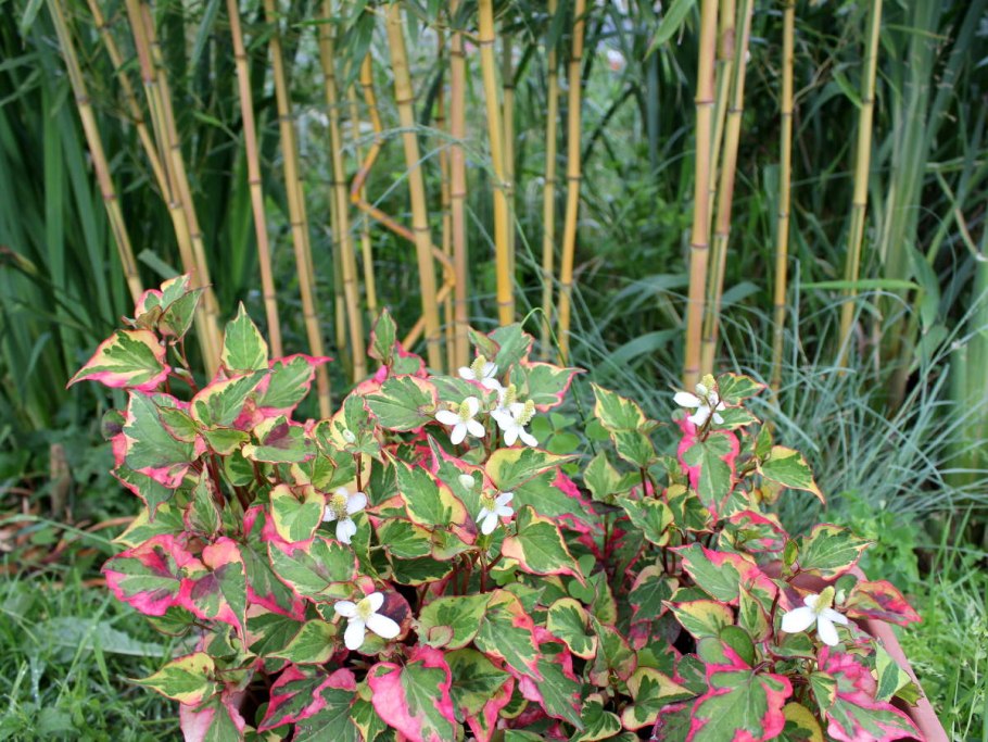 Хауттюйния сердцевидная (Houttuynia cordata Chameleon