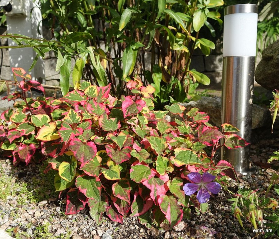 Хауттюйния сердцевидная