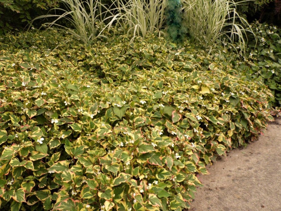 Хауттюйния сердцевидная