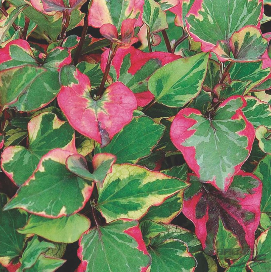 Хауттюйния сердцевидная