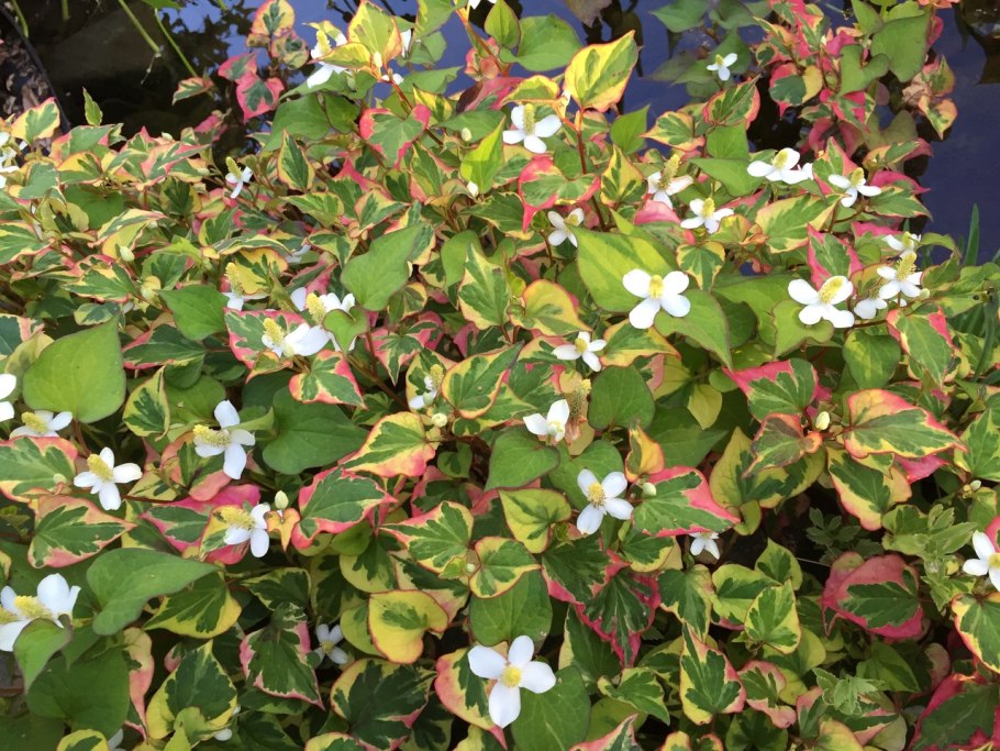 Хауттюйния сердцевидная