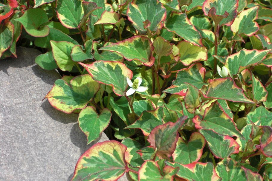 Хауттюйния сердцевидная variegata