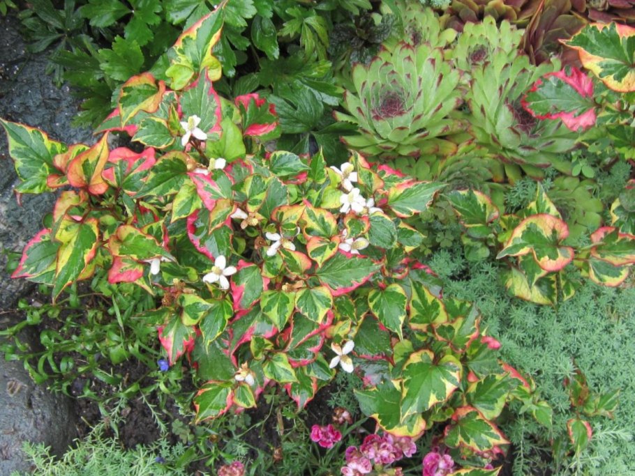 Хауттюйния почвопокровная