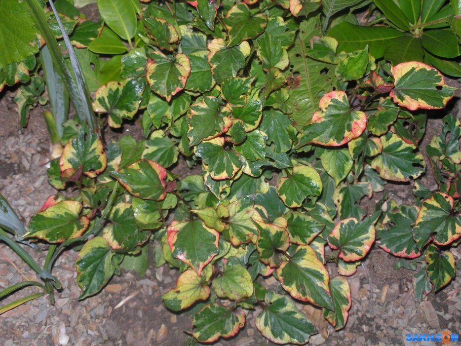 Рыбья мята хауттюйния