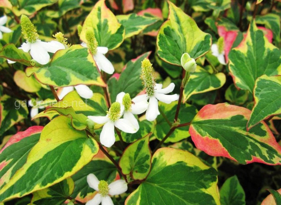 Хауттюйния сердцевидная