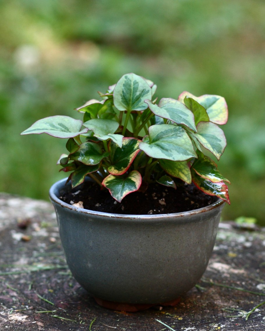 Houttuynia cordata Thunb.