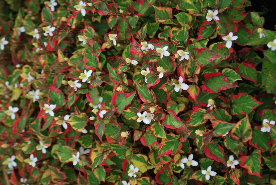 Цветок хауттюйния сердцевидная