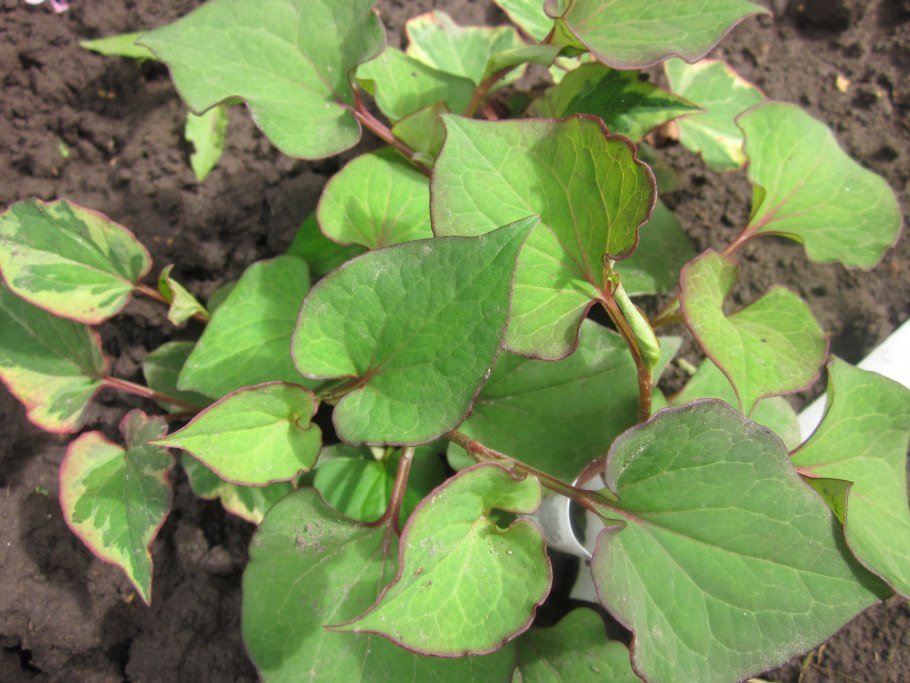 Хауттюйния сердцевидная хамелеон