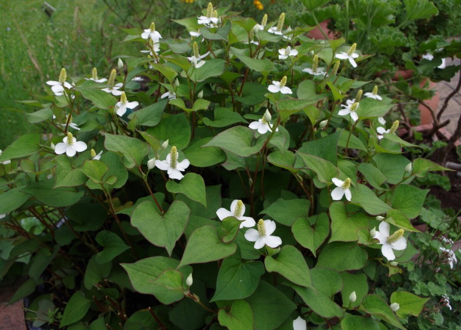Растение Houttuynia cordata