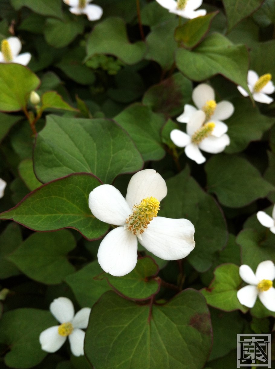 Хауттюйния сердцелистная