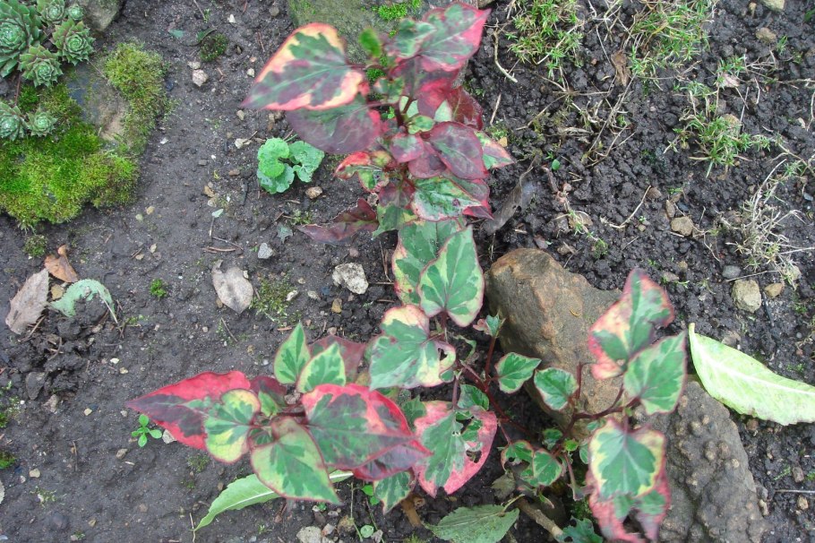 Houttuynia cordata Chameleon хауттюйния сердцевидная хамелеон