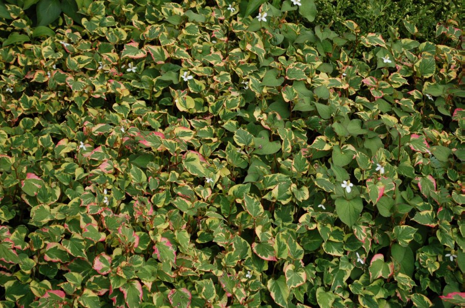 Хауттюйния сердцевидная Jokers Gold