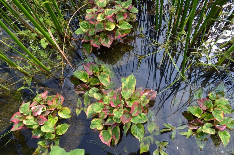 Хауттюйнии сердцевидной