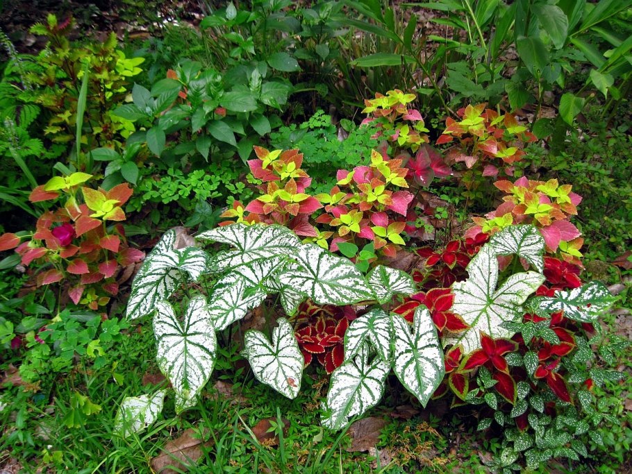 Хауттюйния сердцелистная