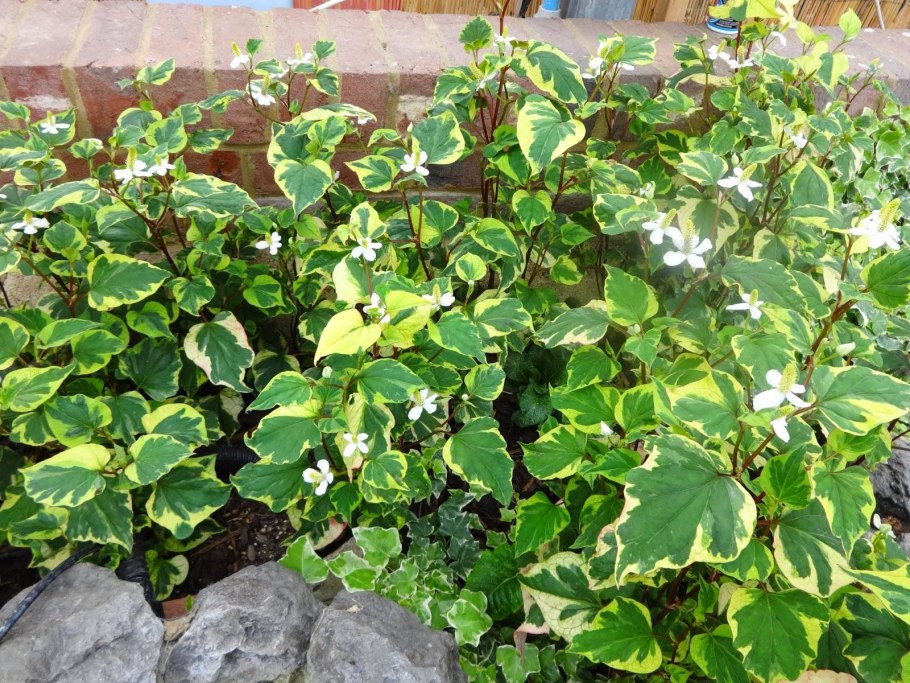 Хауттюйния сердцелистная