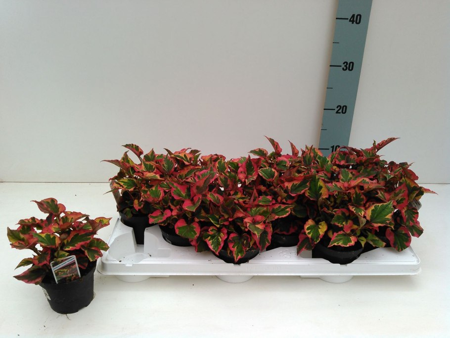 Комнатный цветок в народе хамелеон