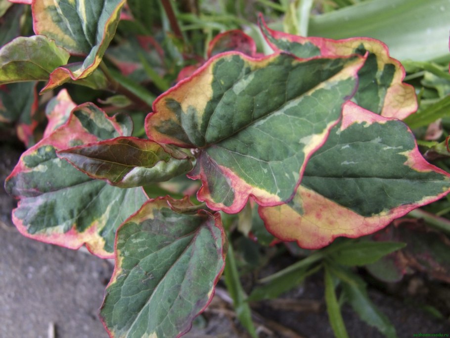 Хауттюйния размножение