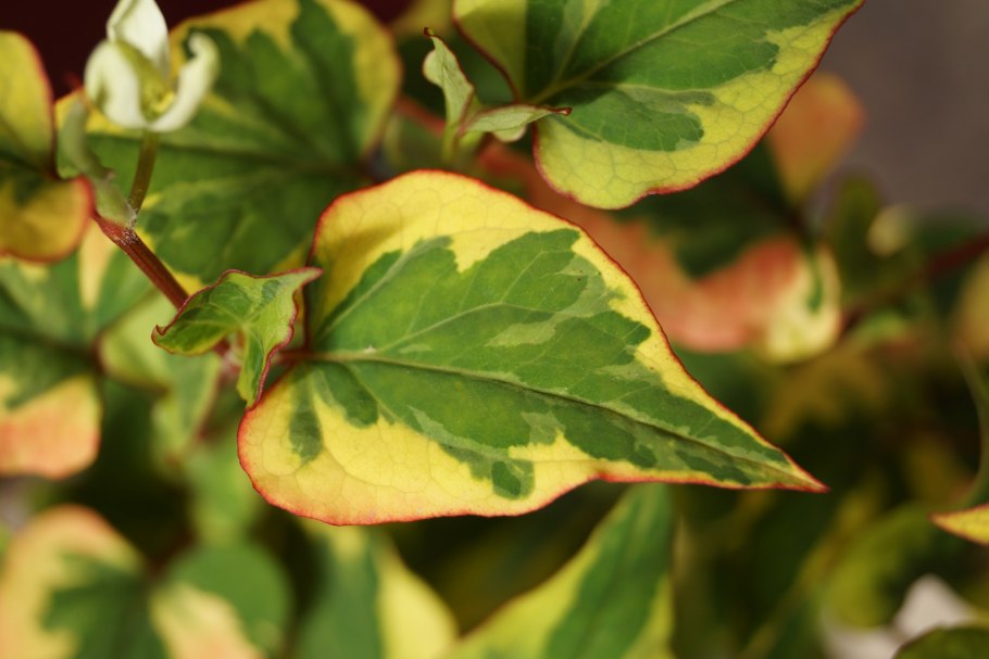 Хауттюйния хамелеон