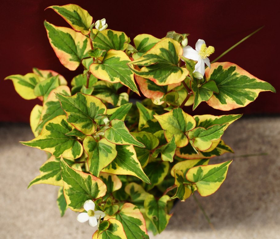 Houttuynia cordata Chameleon хауттюйния сердцевидная хамелеон