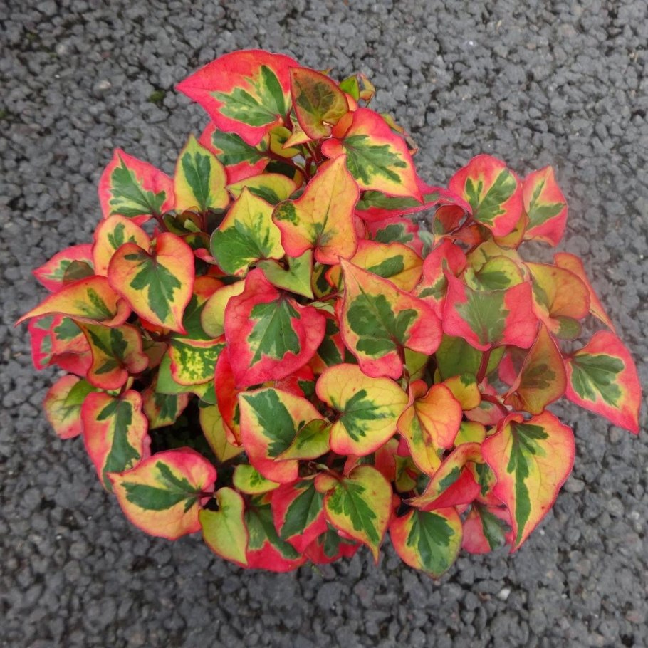 Хауттюйния сердцевидная хамелеон