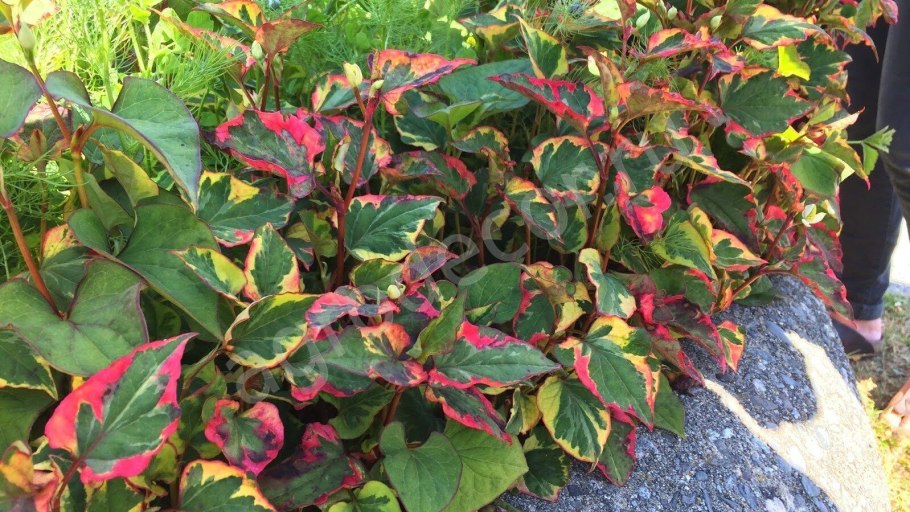 Хауттюйния хамелеон