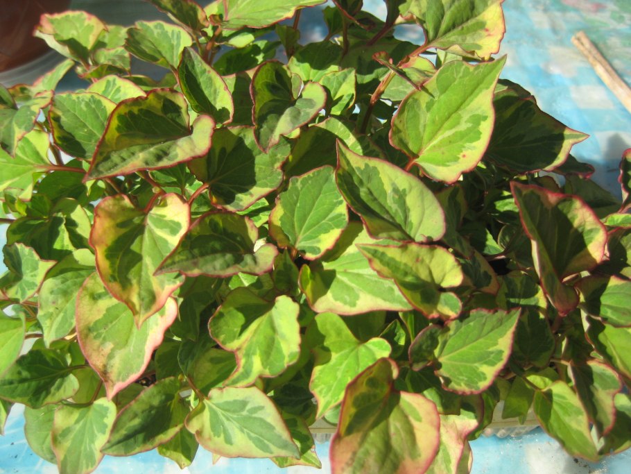 Houttuynia cordata Chameleon