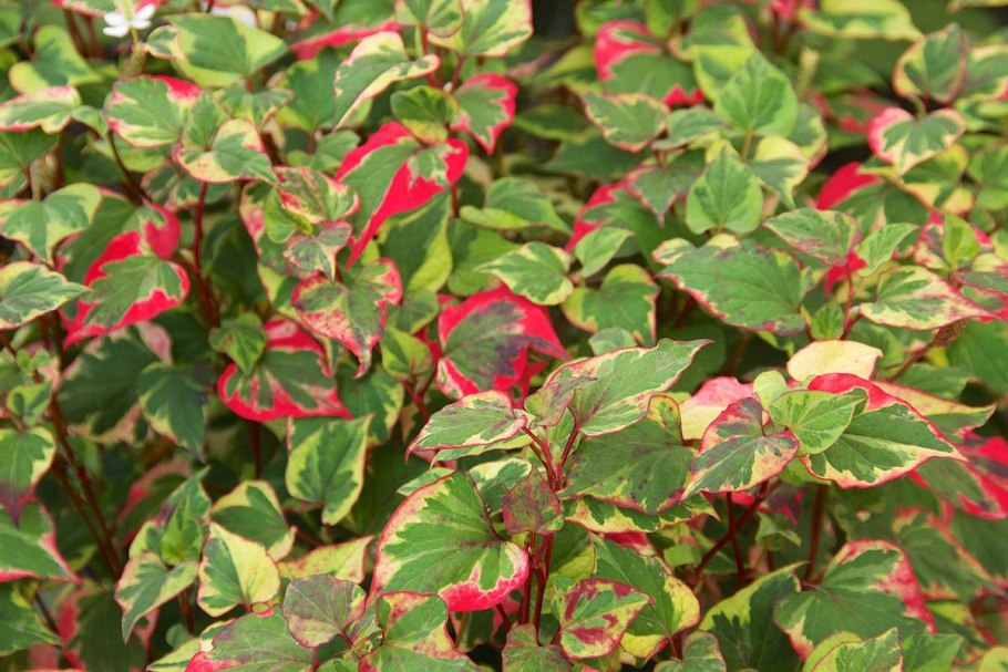 Хауттюйния сердцелистная