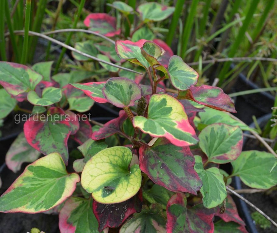 Хауттюйния сердцевидная Fantasy