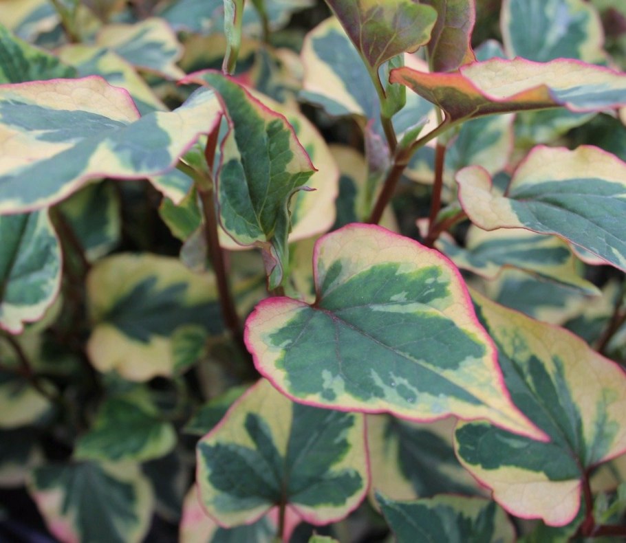 Хауттюйния сердцелистная