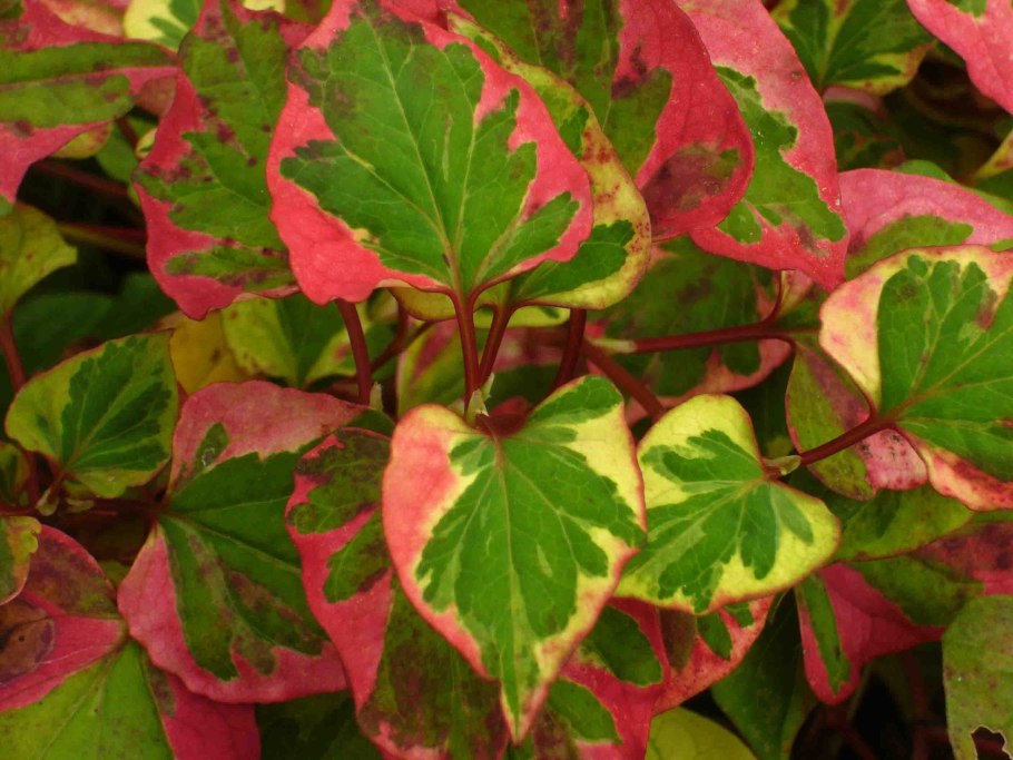 Хауттюйния сердцелистная хамелеон - (Houttuynia cordata Chameleon)